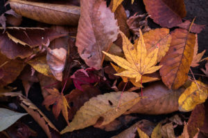 Hojas en el suelo caídas en otoño, metáfora del cambio.