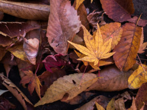 Hojas en el suelo caídas en otoño, metáfora del cambio.