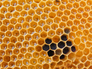 Detalle de las celdas de un panal de una colmena con miel, metáfora del desarrollo de equipos.